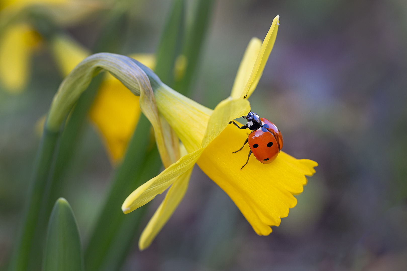 rot auf gelbe