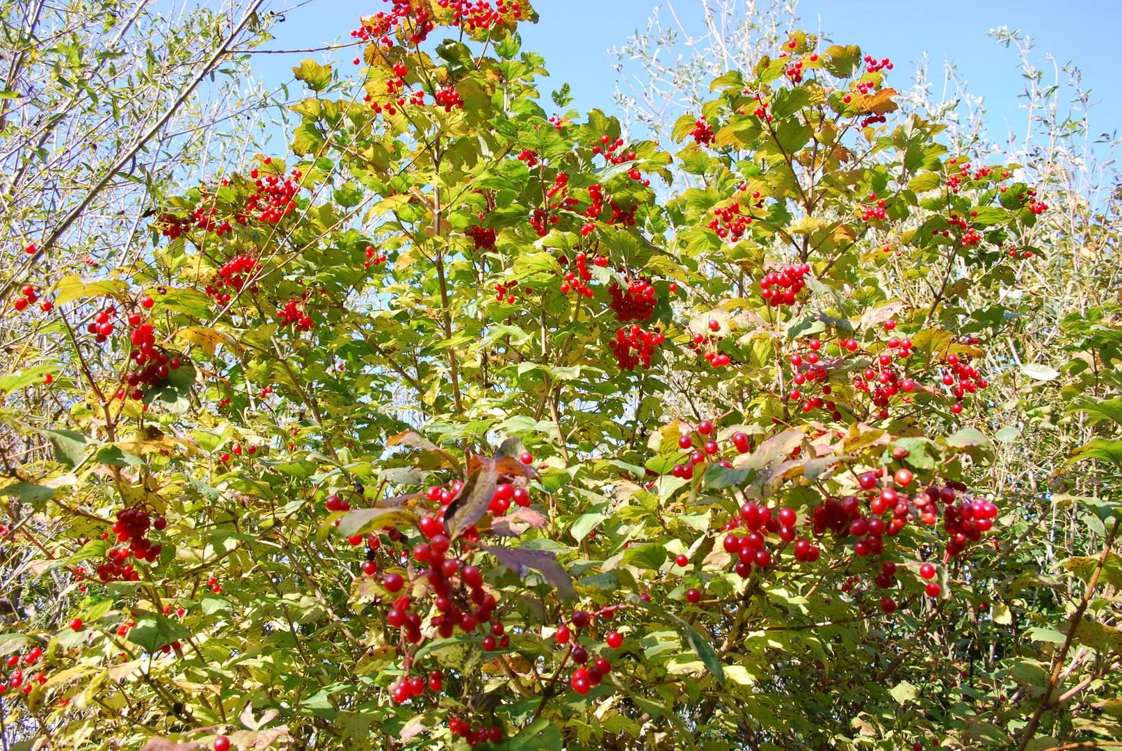 Rot auf grün