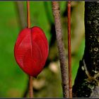 rot auf grün