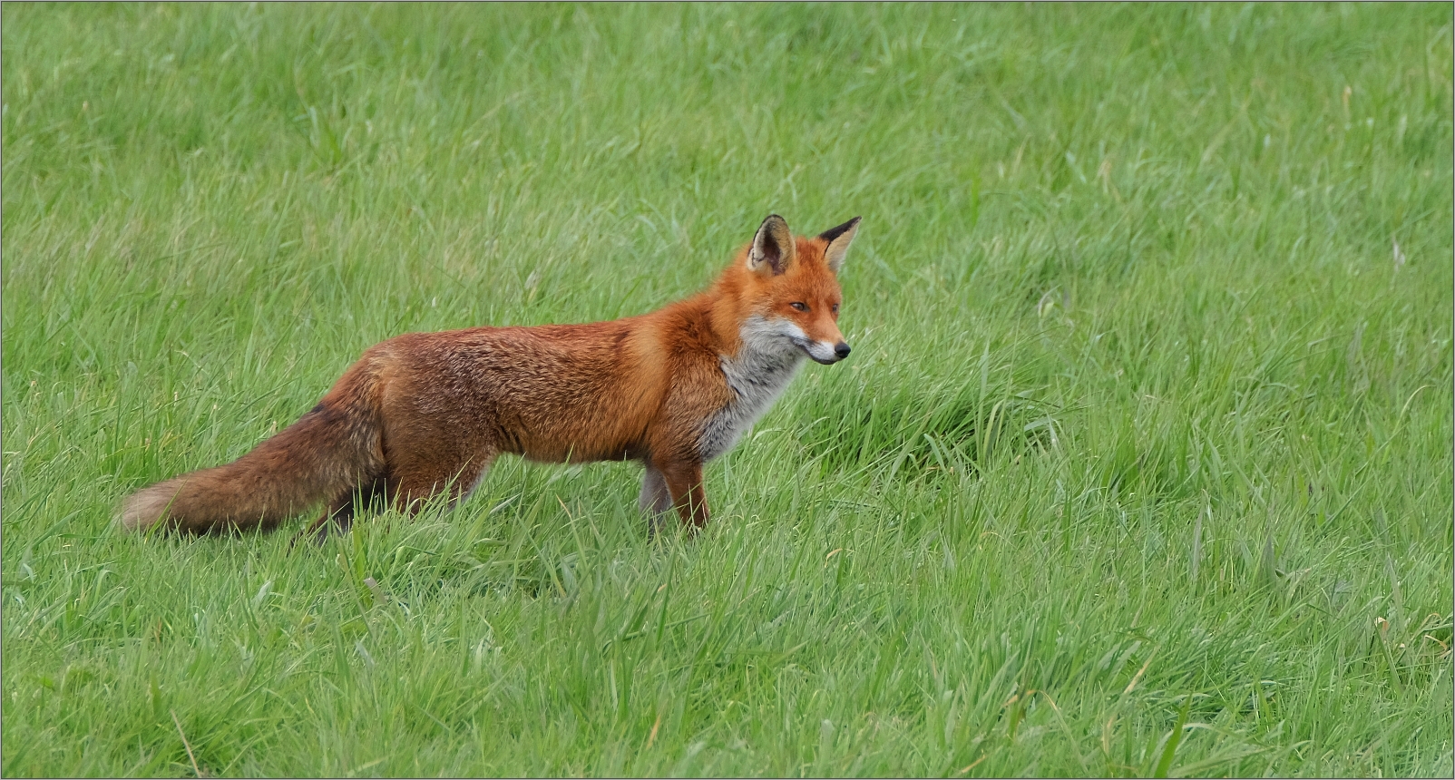 Rot auf Grün