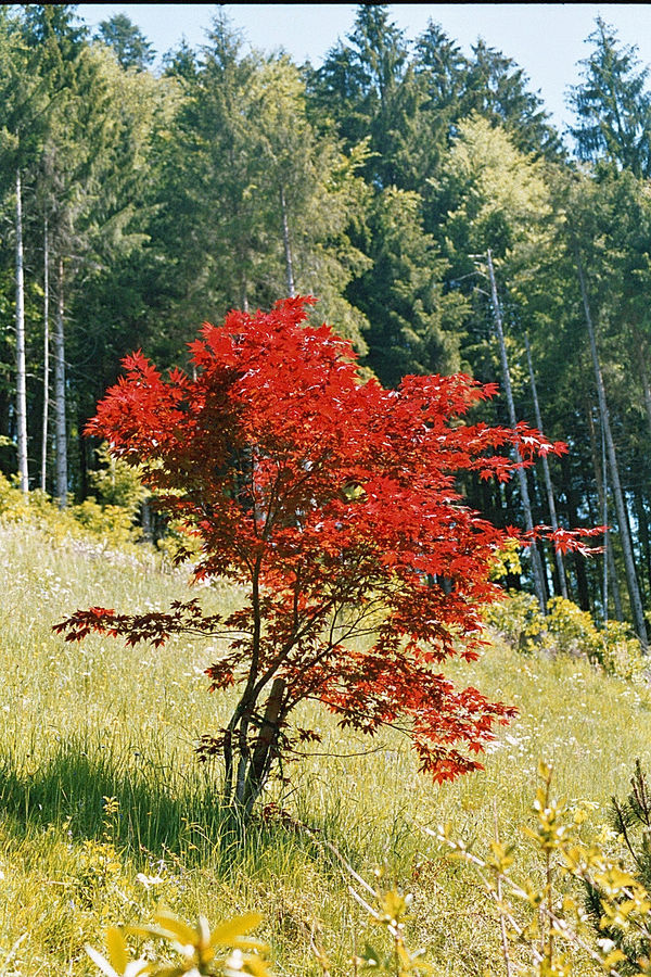 Rot auf Grün