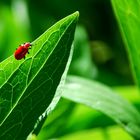 rot auf grün