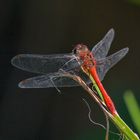 Rot auf Grün