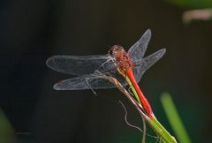 Rot auf Grün