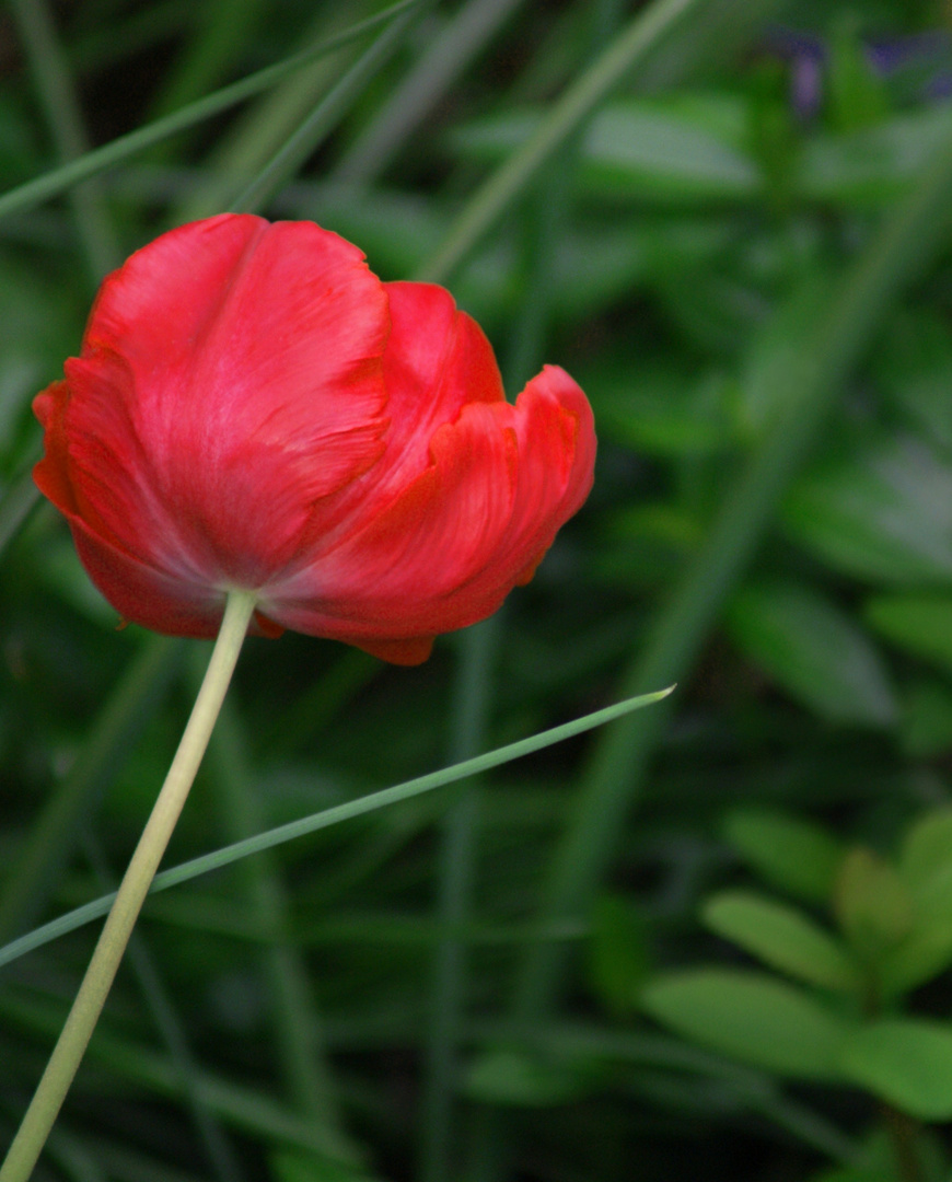 Rot auf Grün