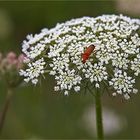 rot auf weiss