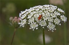 rot auf weiss