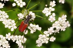 Rot auf Weiß