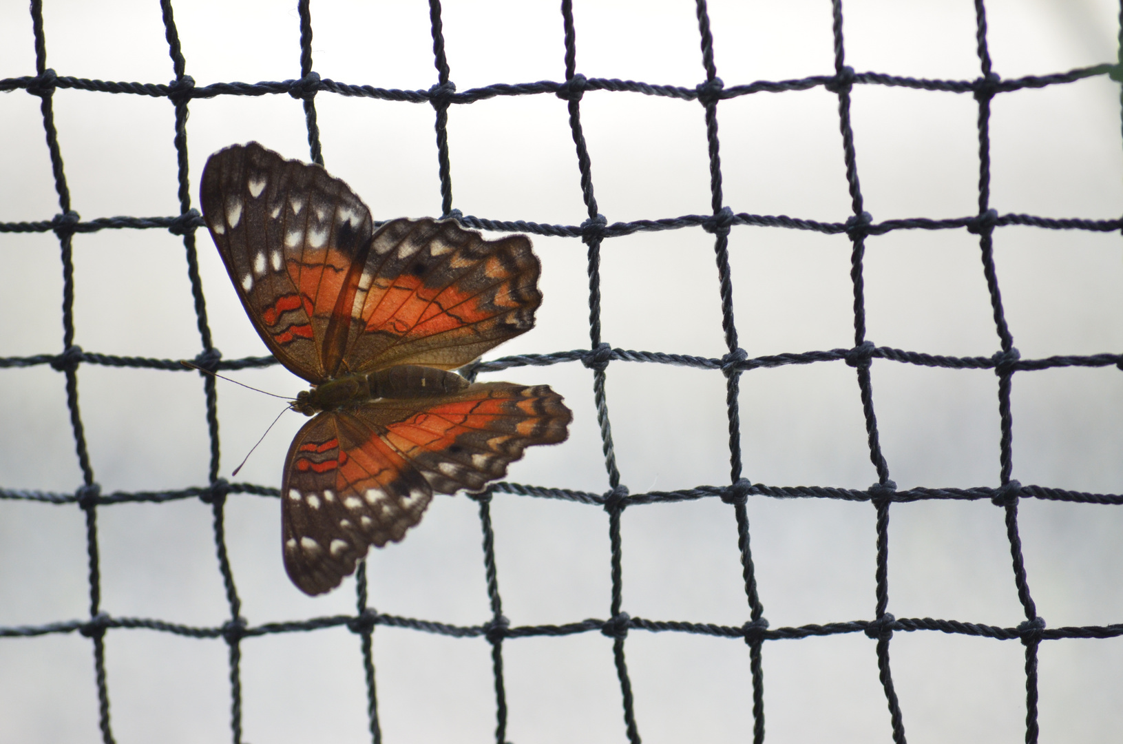 Rot befleckter Schmetterling