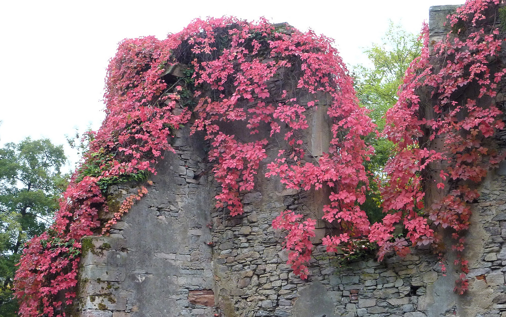 rot berankte Ruine im Schöntal