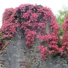 rot berankte Ruine im Schöntal