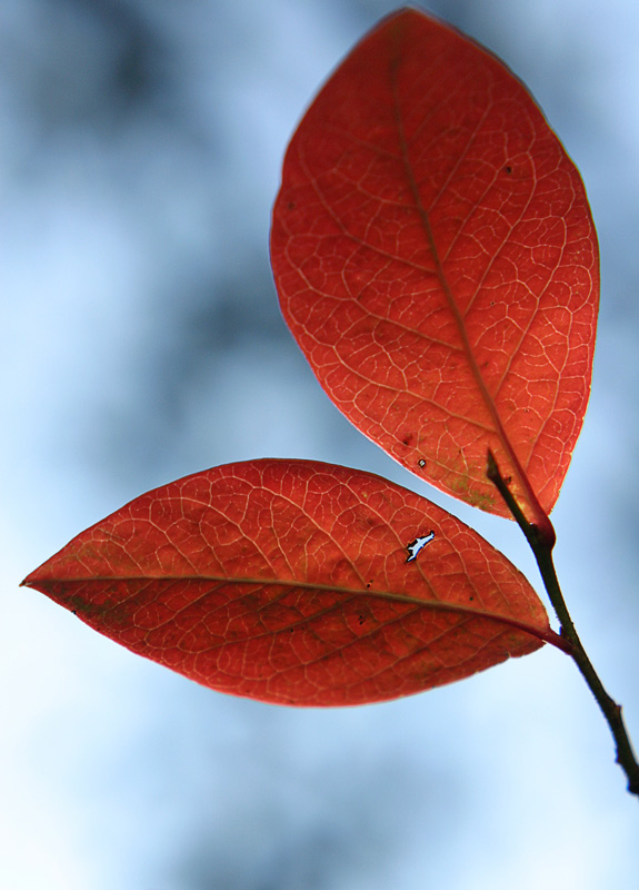 Rot Blau