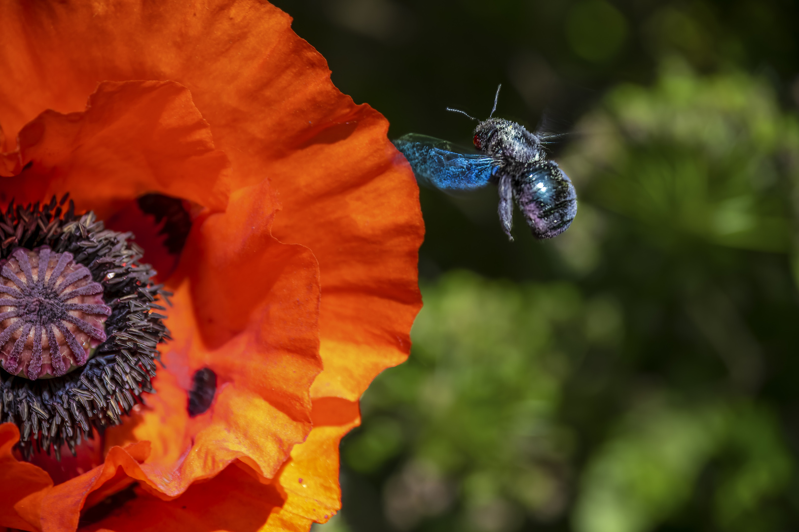 rot-blau