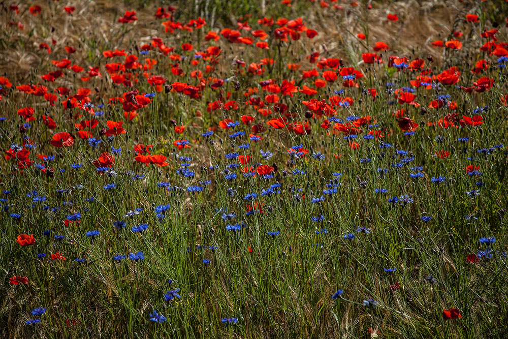 ROT / BLAU