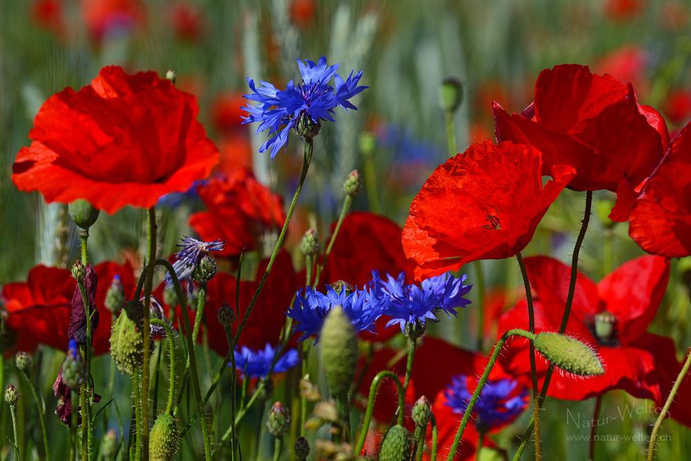 Rot-Blau