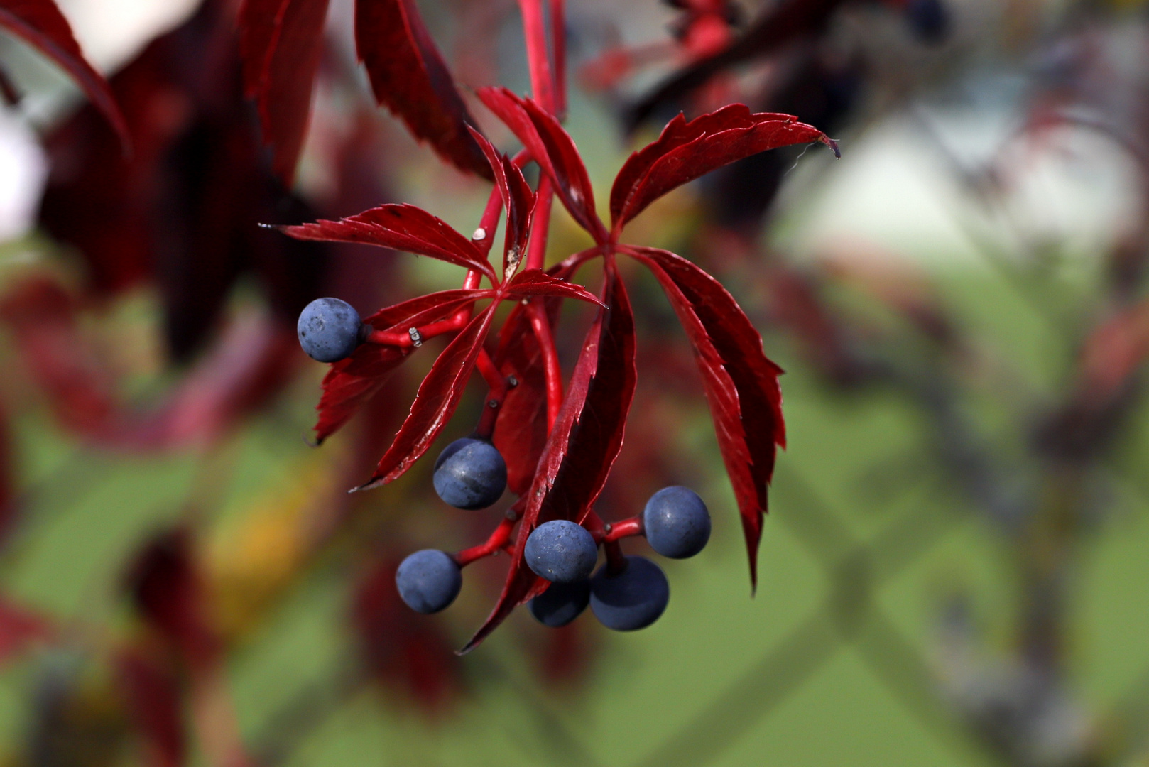 rot & blau am Zaun