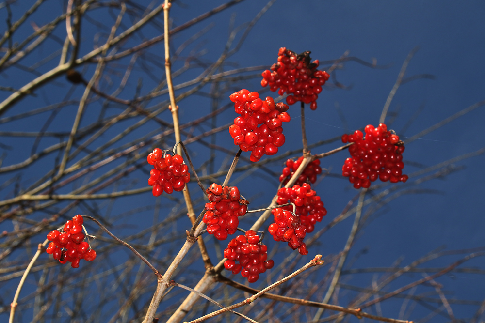 rot-blau