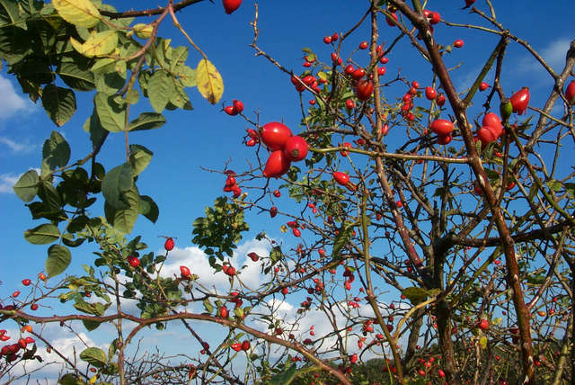 rot-blau