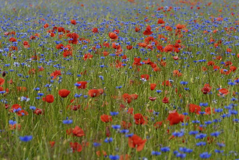 ROT - BLAU