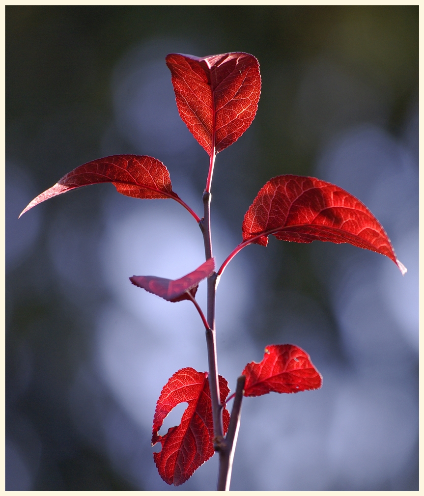 rot-blau