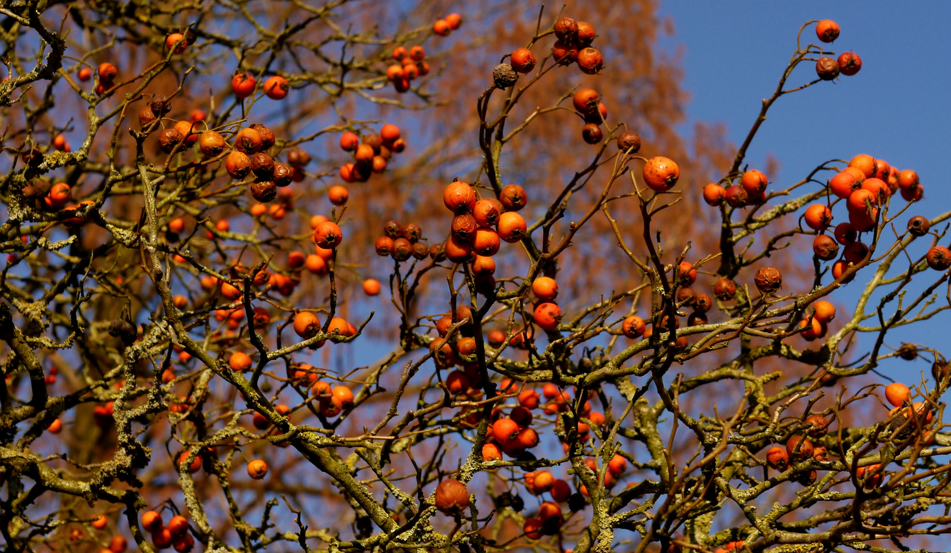 Rot blau.