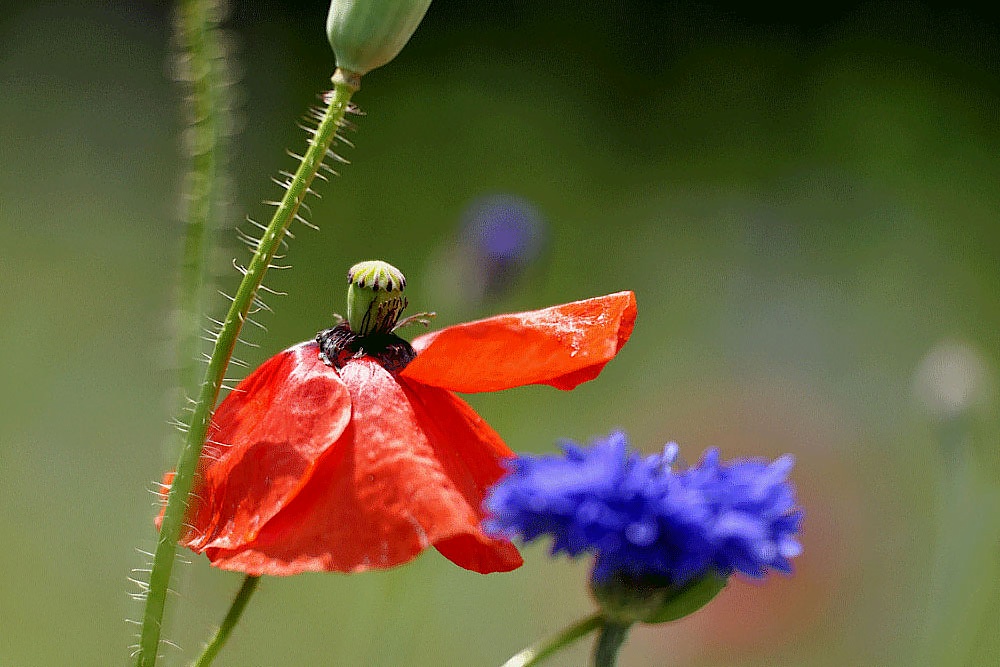 Rot, blau, grün