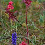 rot - blau - grün