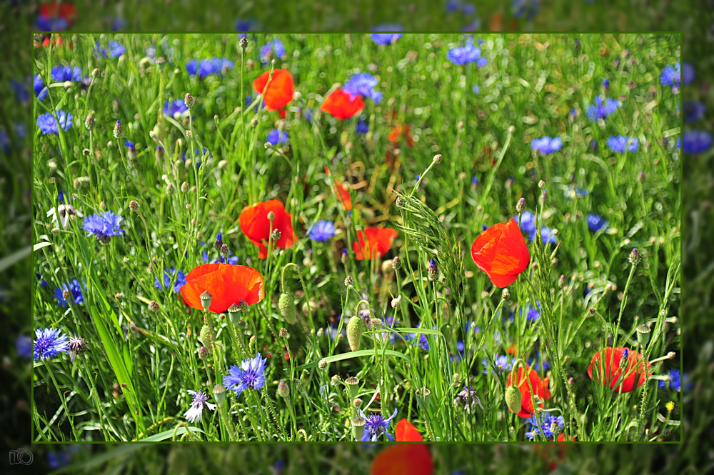 rot - blau - grün