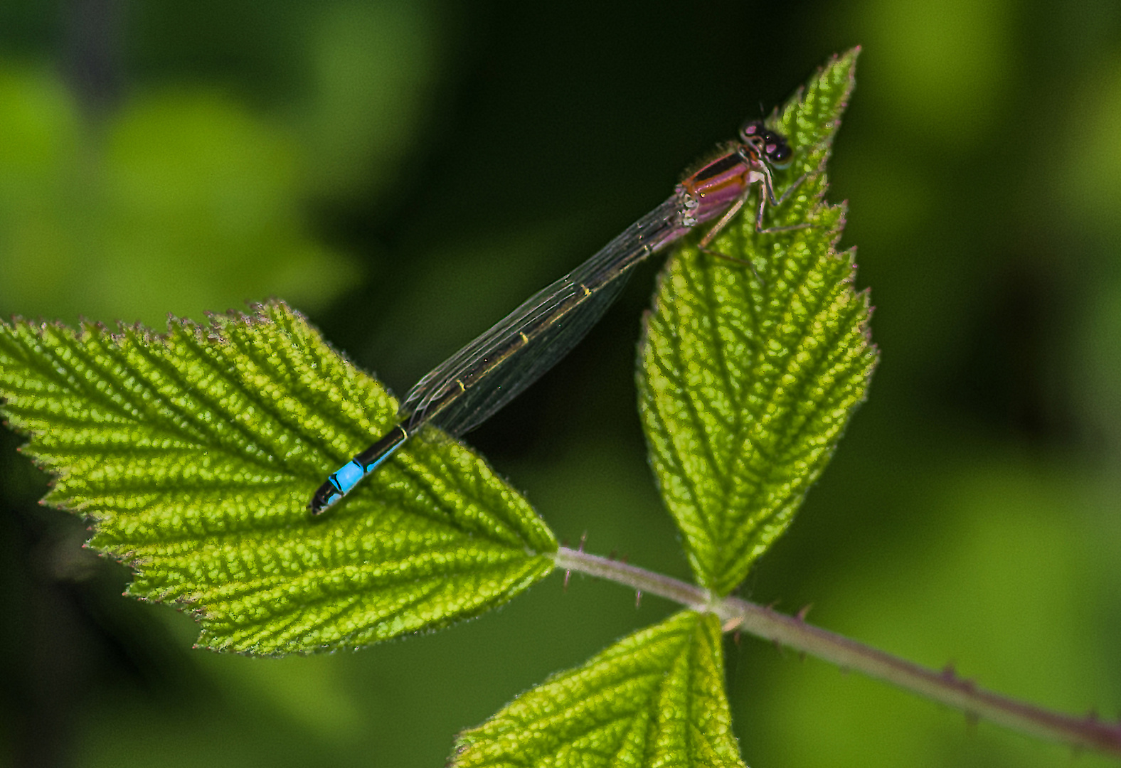 rot blaue Libelle