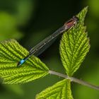 rot blaue Libelle