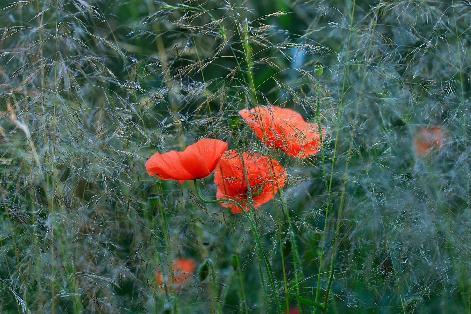 Rot-Blauer Mohn