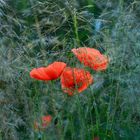 Rot-Blauer Mohn