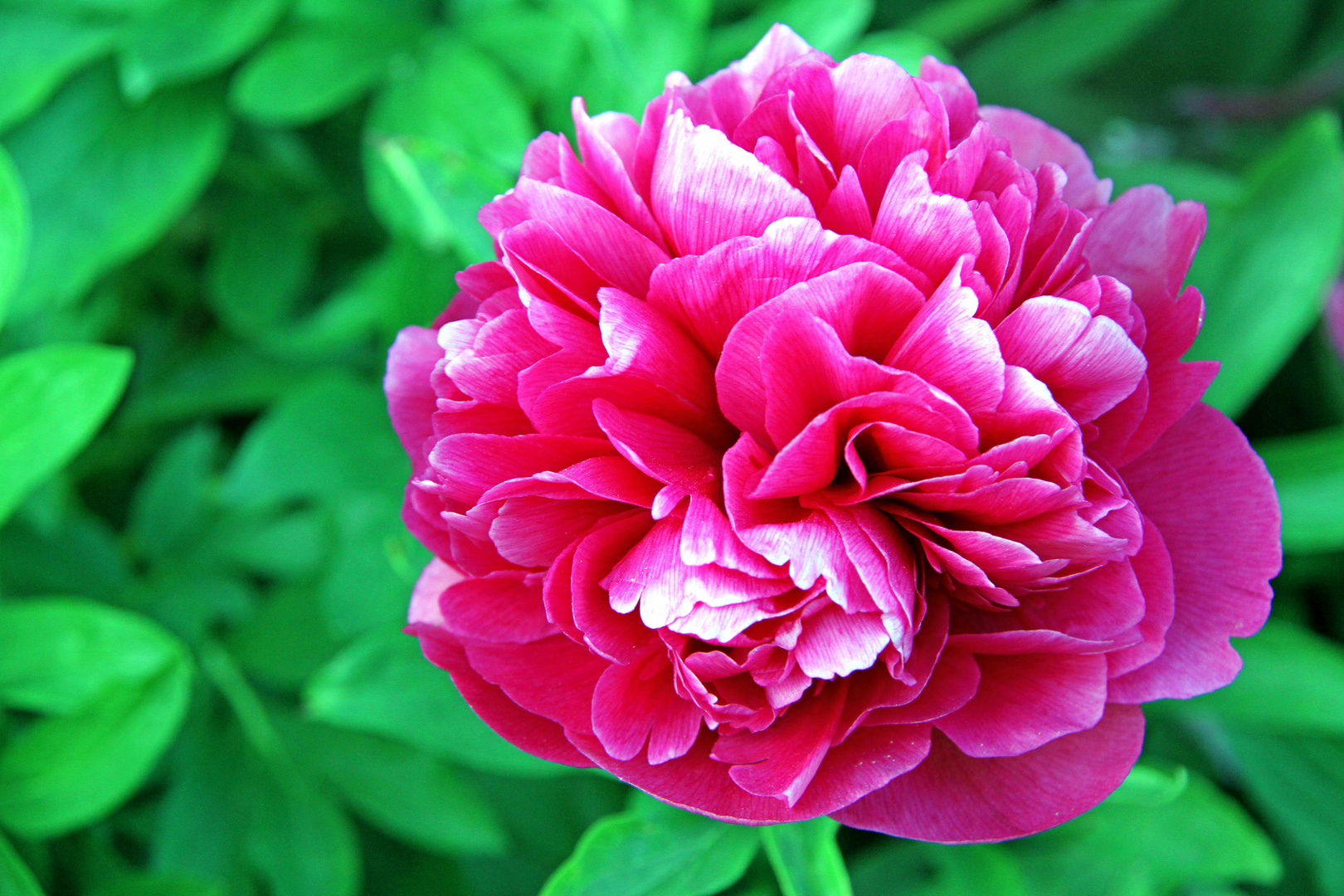Rot blühende Pfingstrose in meinem Garten Foto & Bild deutschland