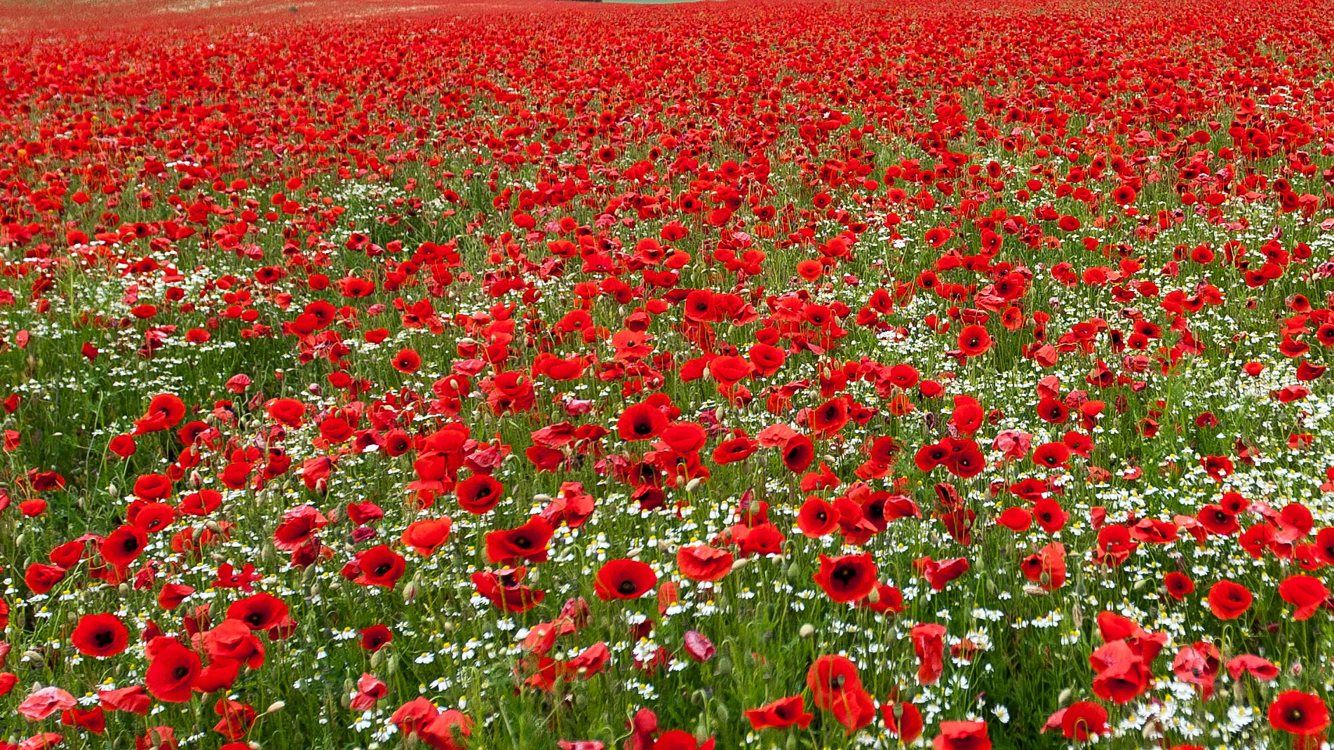 Rot blühendes Feld oder der Moon ist auf gegangen :-)