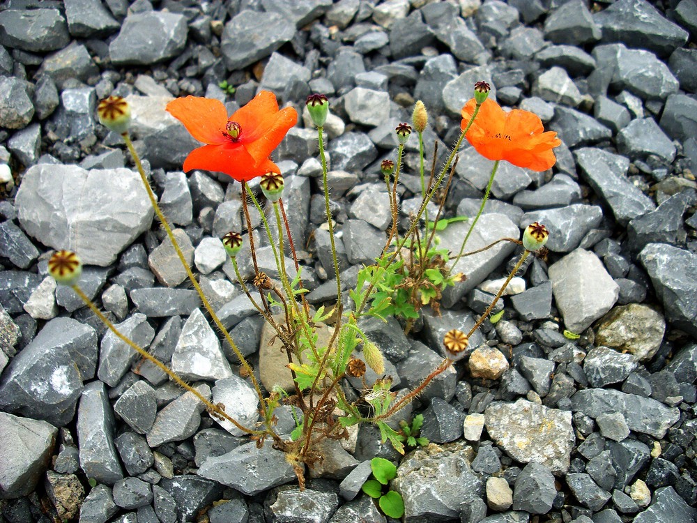 Rot blüht der Mohn