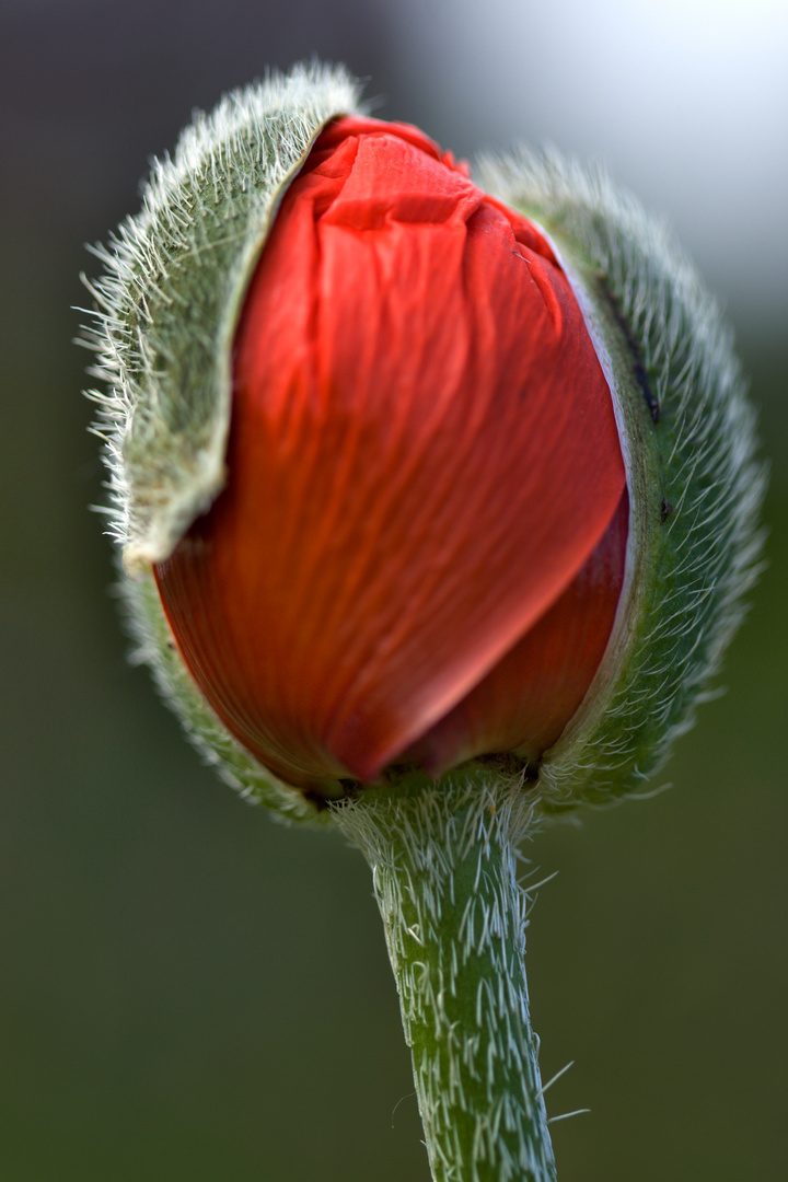 rot blüht der Mohn