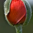 rot blüht der Mohn