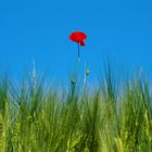 Rot blüht der Mohn