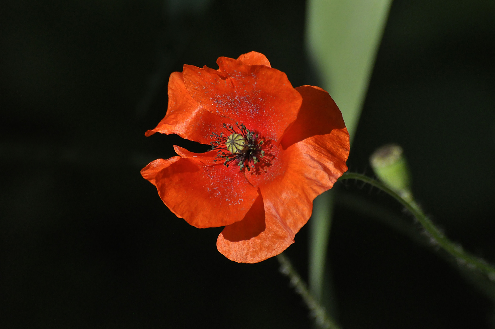 Rot blüht der Mohn.......