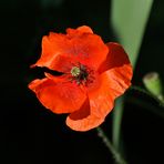 Rot blüht der Mohn.......