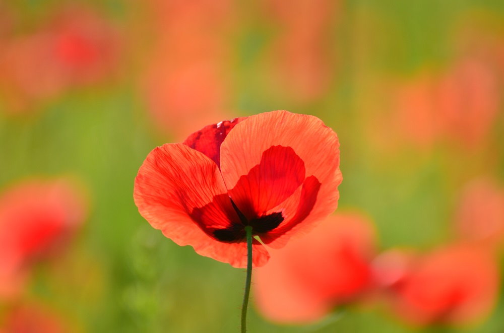 " Rot blüht der Mohn "