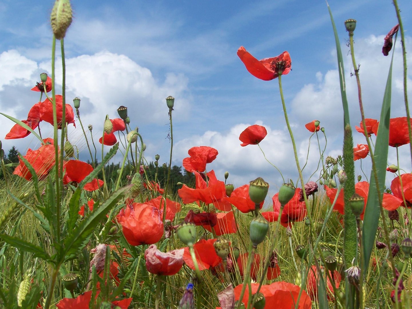 Rot blüht der Mohn...