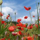 Rot blüht der Mohn...