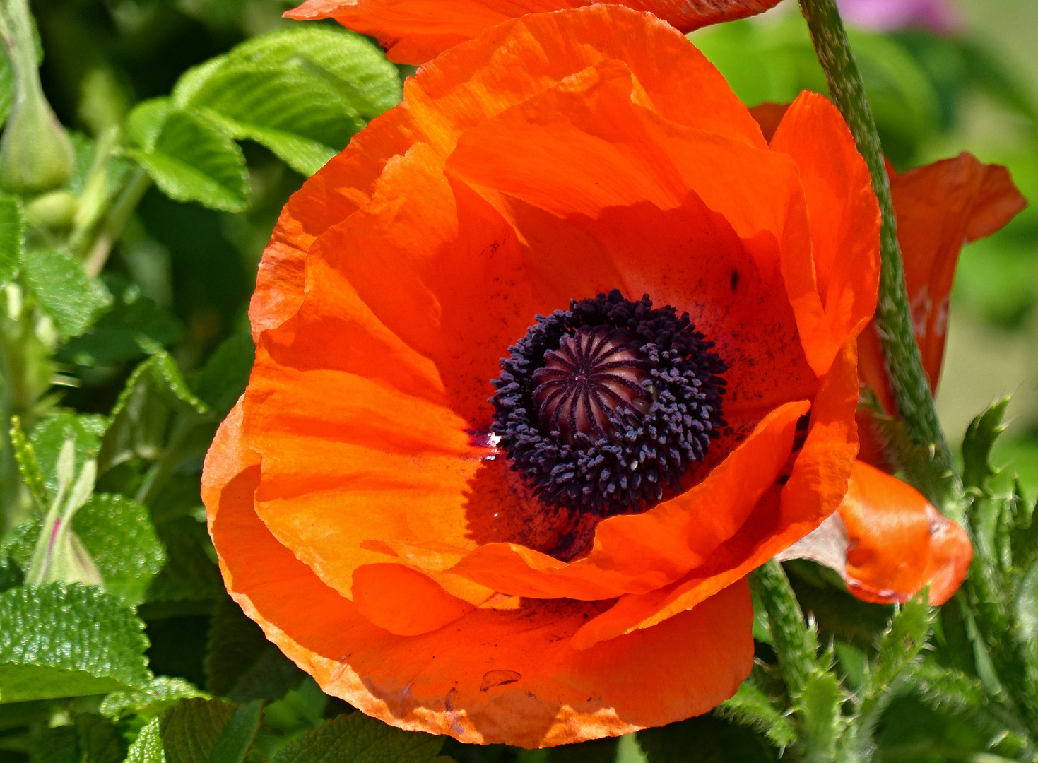 rot blüht der Mohn ...