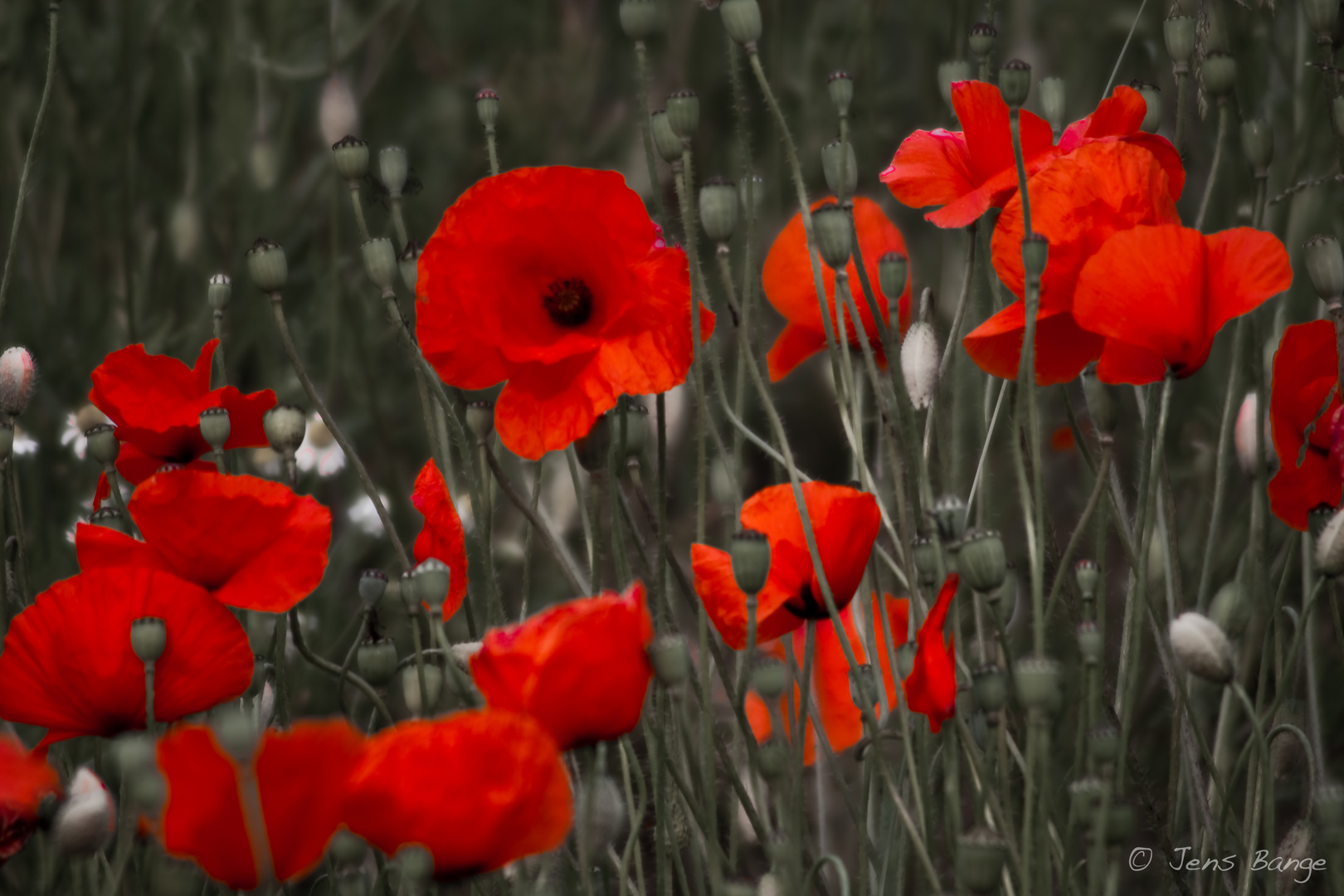 Rot blüht der Mohn