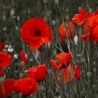 Rot blüht der Mohn