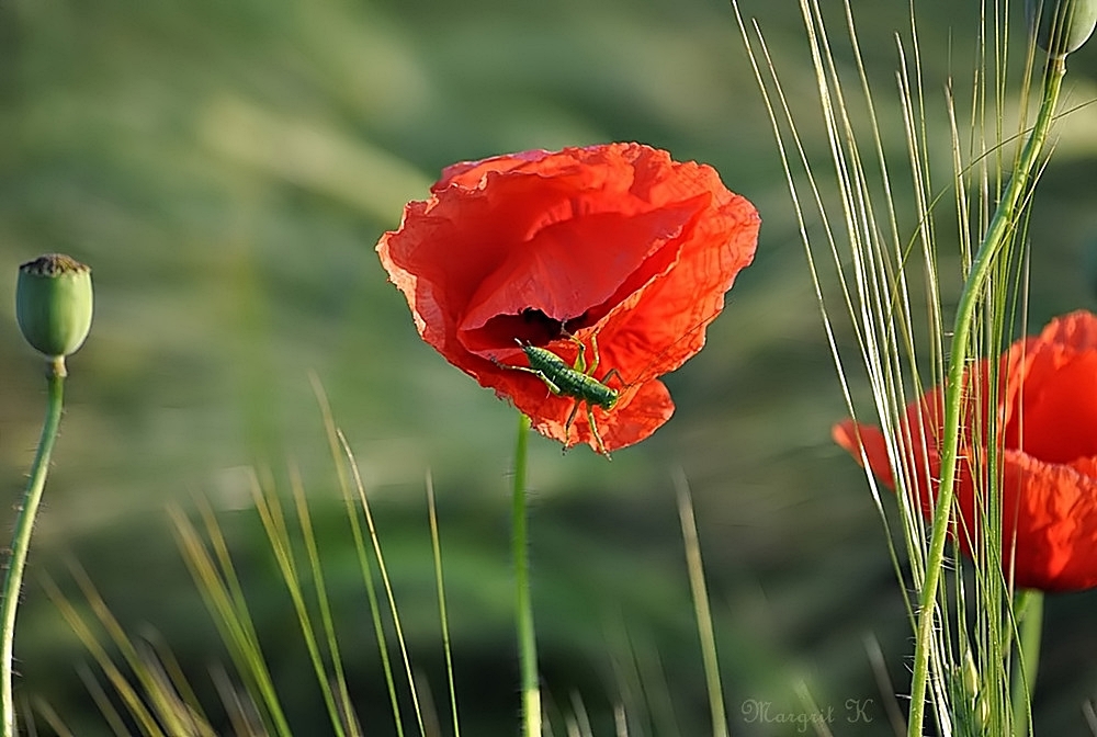 Rot blüht der Mohn