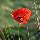 Rot blüht der Mohn