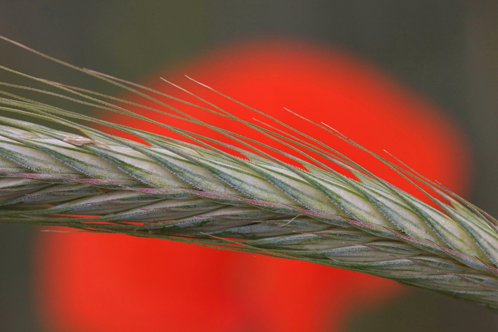 rot blüht der Mohn....