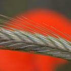 rot blüht der Mohn....